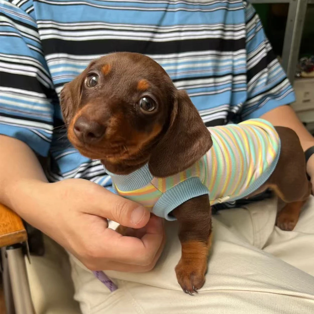 Conjunto primavera de mangas suaves y chaleco elástico para Dachshund - imagen 4