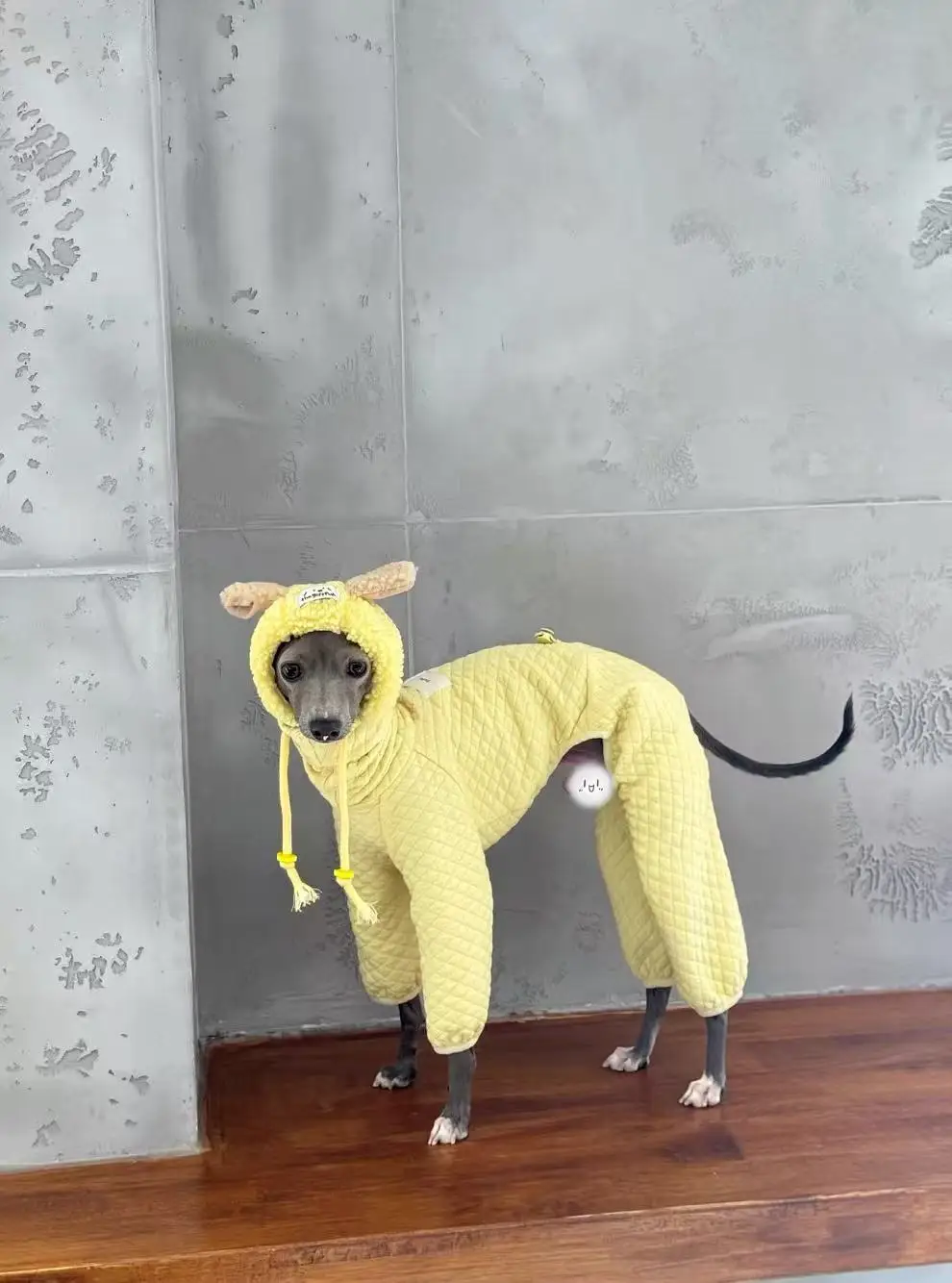 Perro whippet con sudadera amarilla