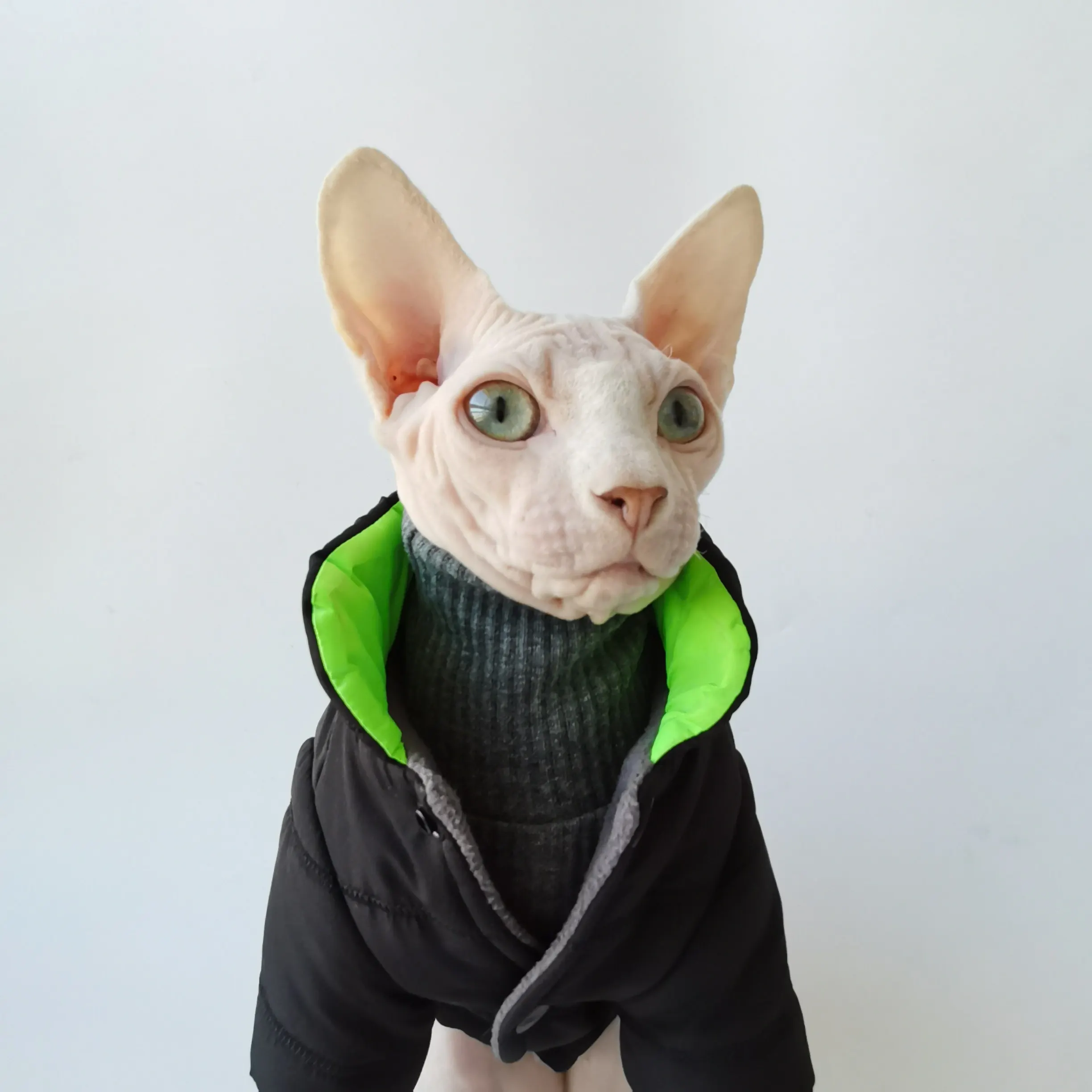 Chaqueta de invierno para gatos Sphynx y Devon Rex – Cuello alto - imagen 5