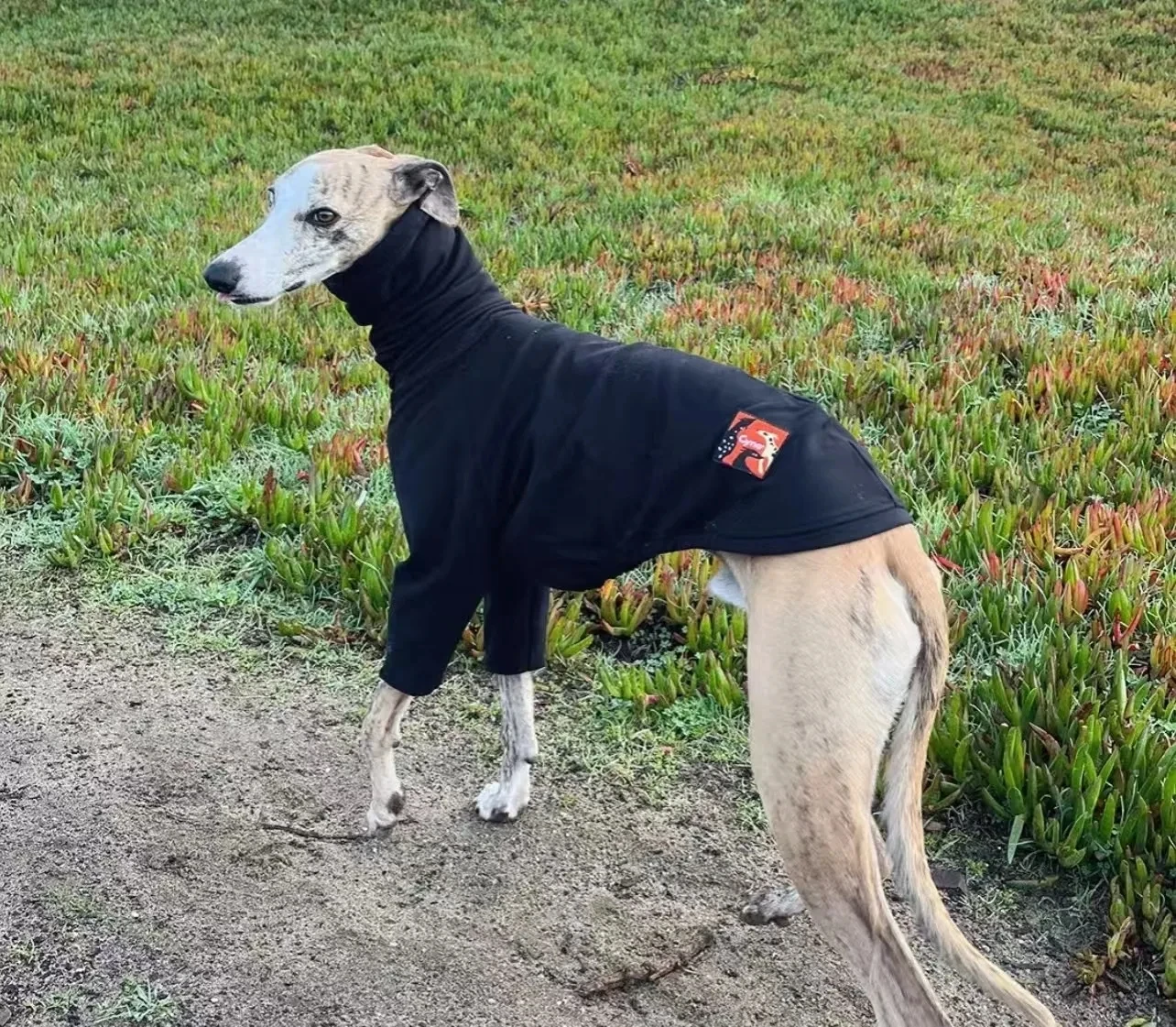 Chaqueta cálida de 2 patas para disfraz de Año Nuevo de galgo italiano para Whippet, sudadera de moda para primavera y otoño para perros pequeños y medianos - imagen 4
