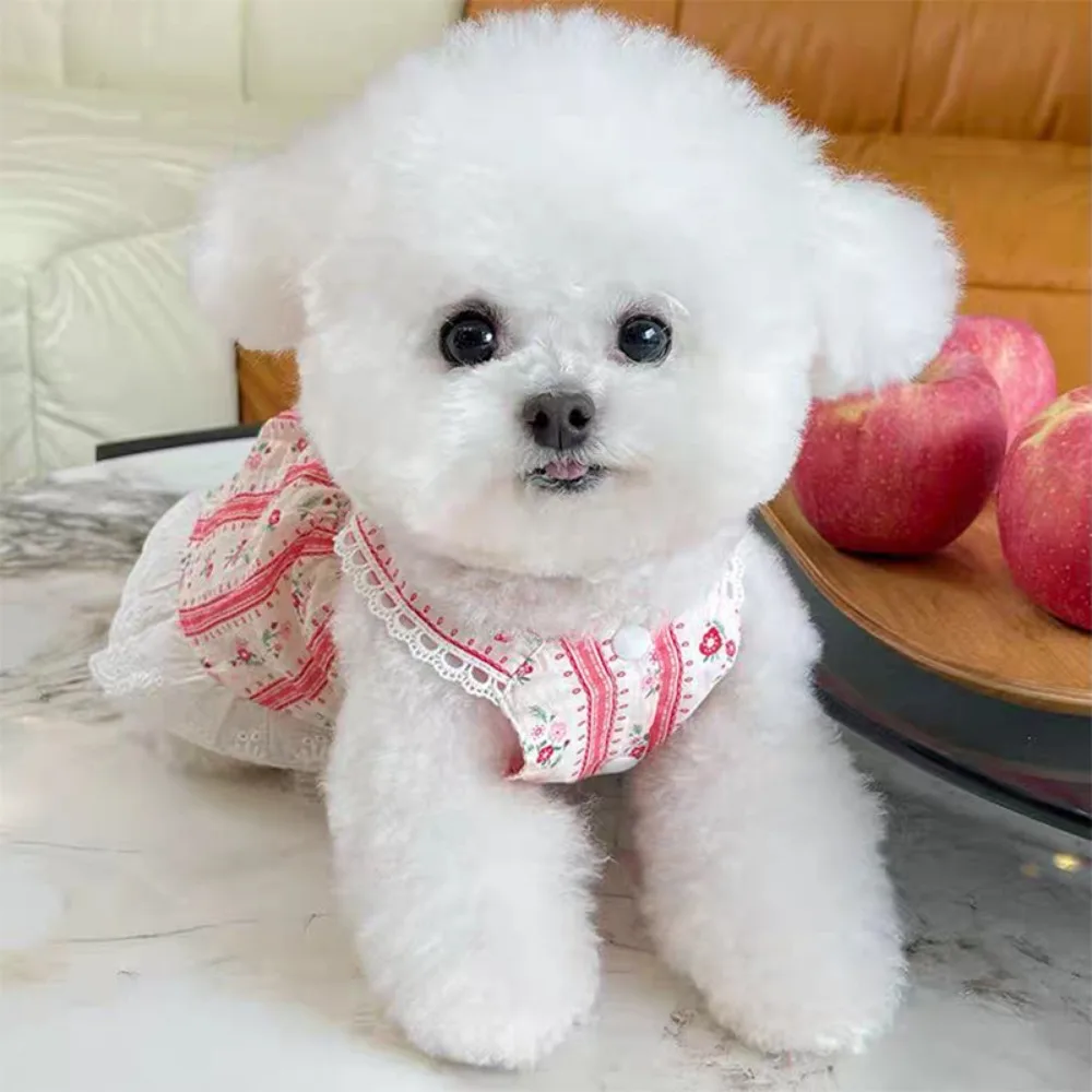 Ropa para mascotas, falda de encaje Floral a rayas, oso de peluche, gato, ropa fina para perros pequeños, vestido para perros pequeños, Primavera/Verano, nuevo - imagen 3