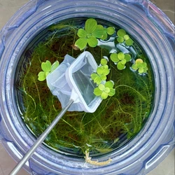 Red de pesca para acuario de acero inoxidable, red de aterrizaje de peces y camarones a prueba de herrumbre con mango retráctil, accesorio para atrapar peces