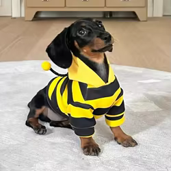 Sudadera capucha rayas para perro Dachshund - Tallas S a XL