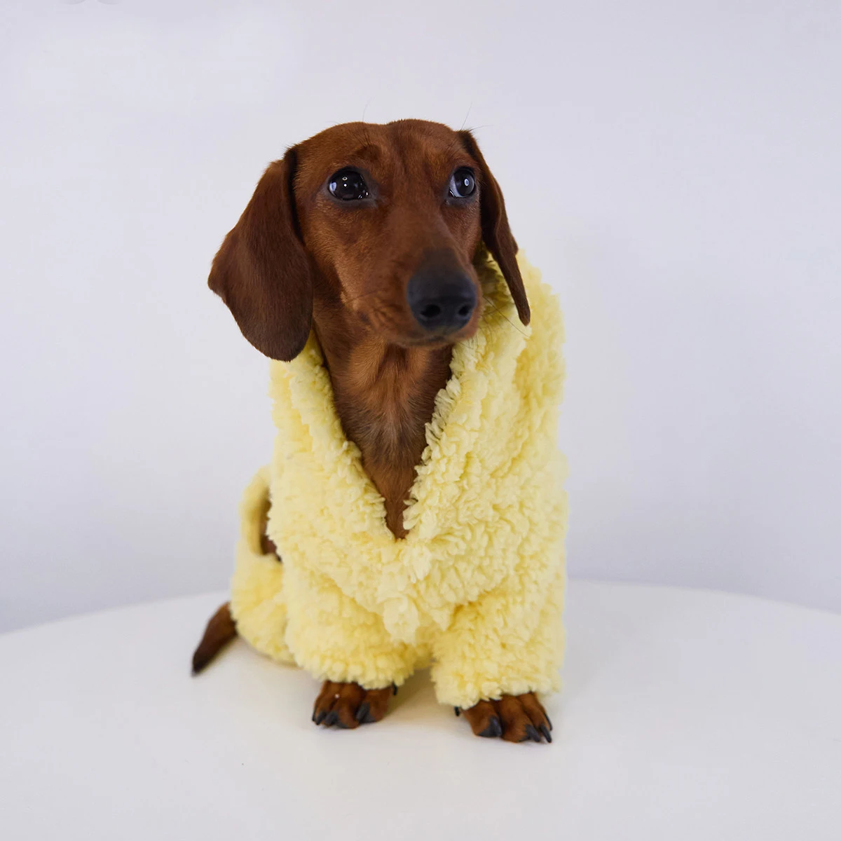 Suéter polar con capucha estrella para dachshund - imagen 3