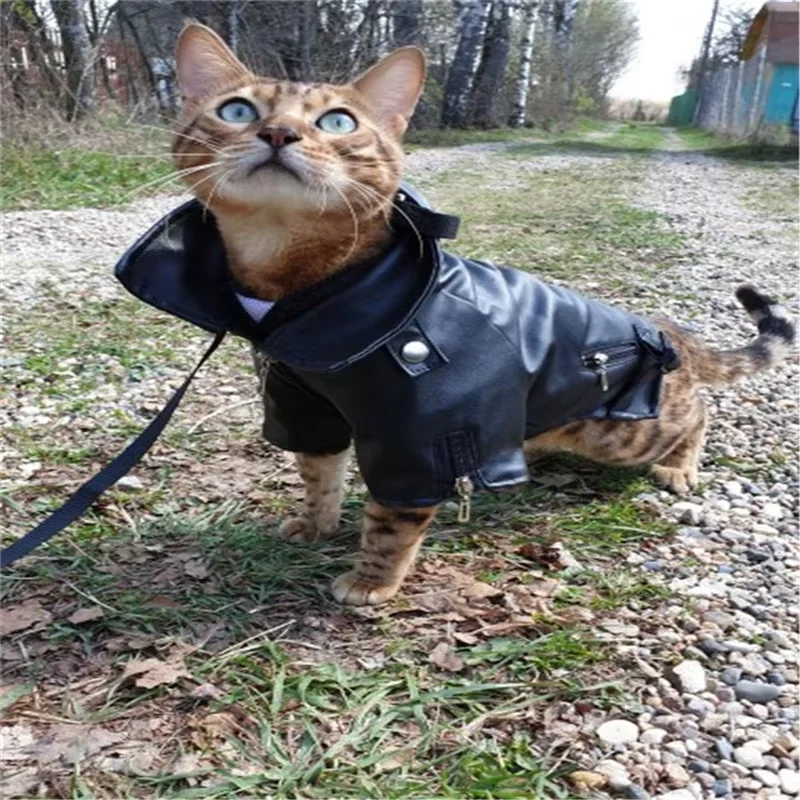 Abrigo para perro pequeño águila gloriosa chaqueta cuero impermeable - imagen 3