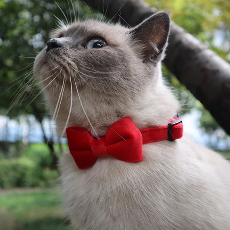 Coleira de gato de veludo cor sólida bowknot filhote de cachorro chihuahua coleiras com sino fivela de segurança ajustável gatos gravata borboleta acessórios para animais de estimação - imagen 3