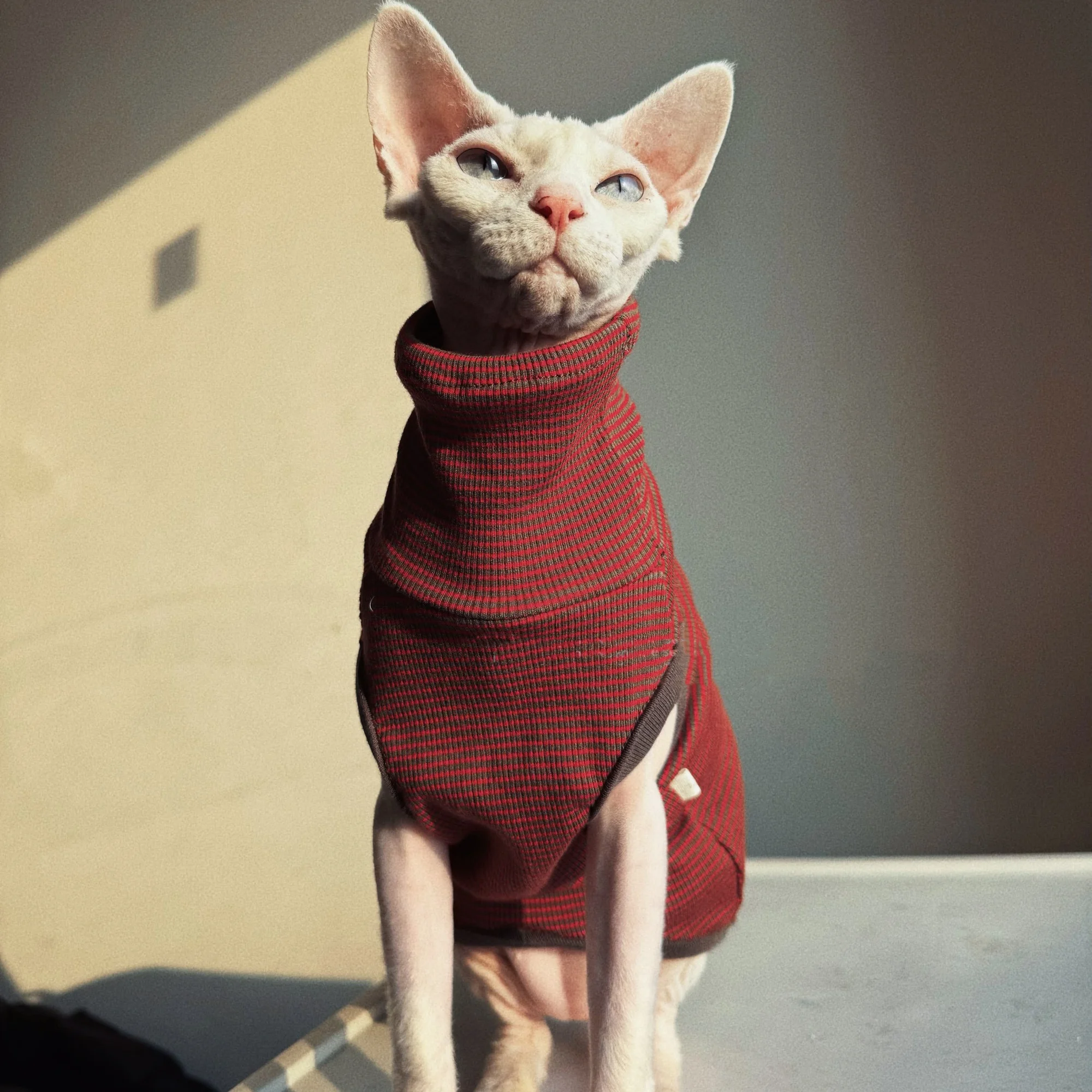 Camiseta suave de cuello alto para gatos sin pelo - Rojo verano - imagen 4