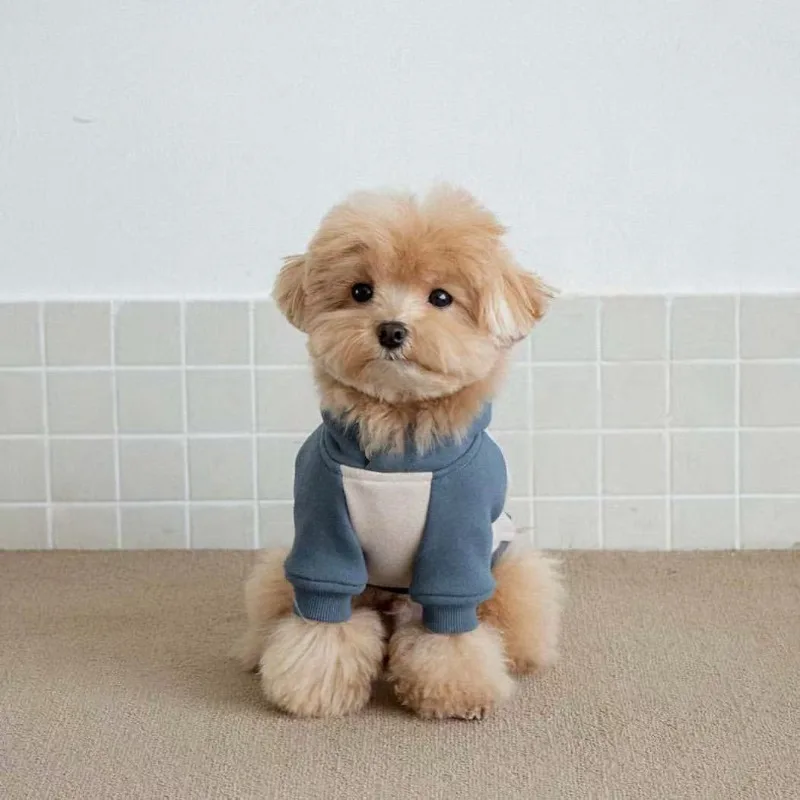 Sudaderas con capucha cálidas para perros, ropa de lana suave para mascotas para perros pequeños y medianos, ropa cómoda para cachorros, disfraces de Yorkshire Chihuahua, suministro para mascotas - imagen 4