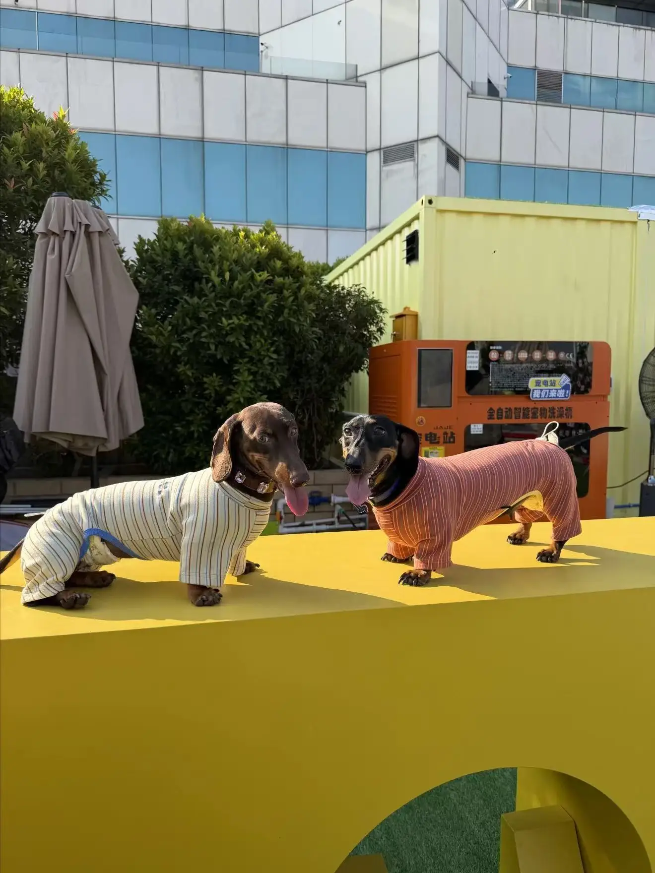 Perro salchicha con el abrigo puesto