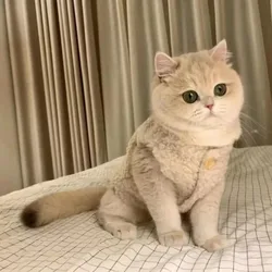 Chaleco térmico suave para gatos – Abrigo cómodo de invierno