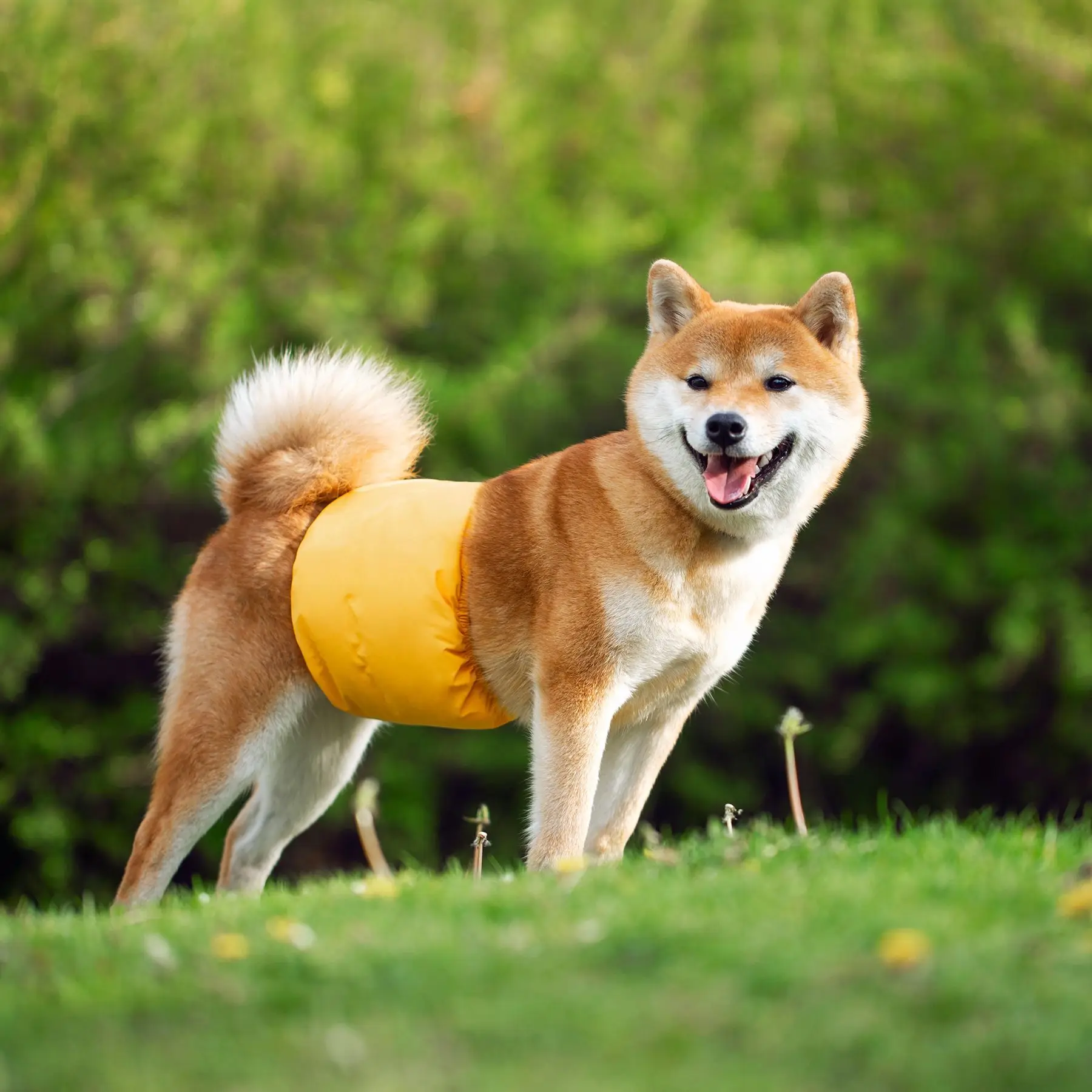 Pantalones fisiológicos lavables para cachorros y mascotas, ropa interior sanitaria, banda para el vientre para perros, bragas reutilizables para perros, pantalones cortos - imagen 2