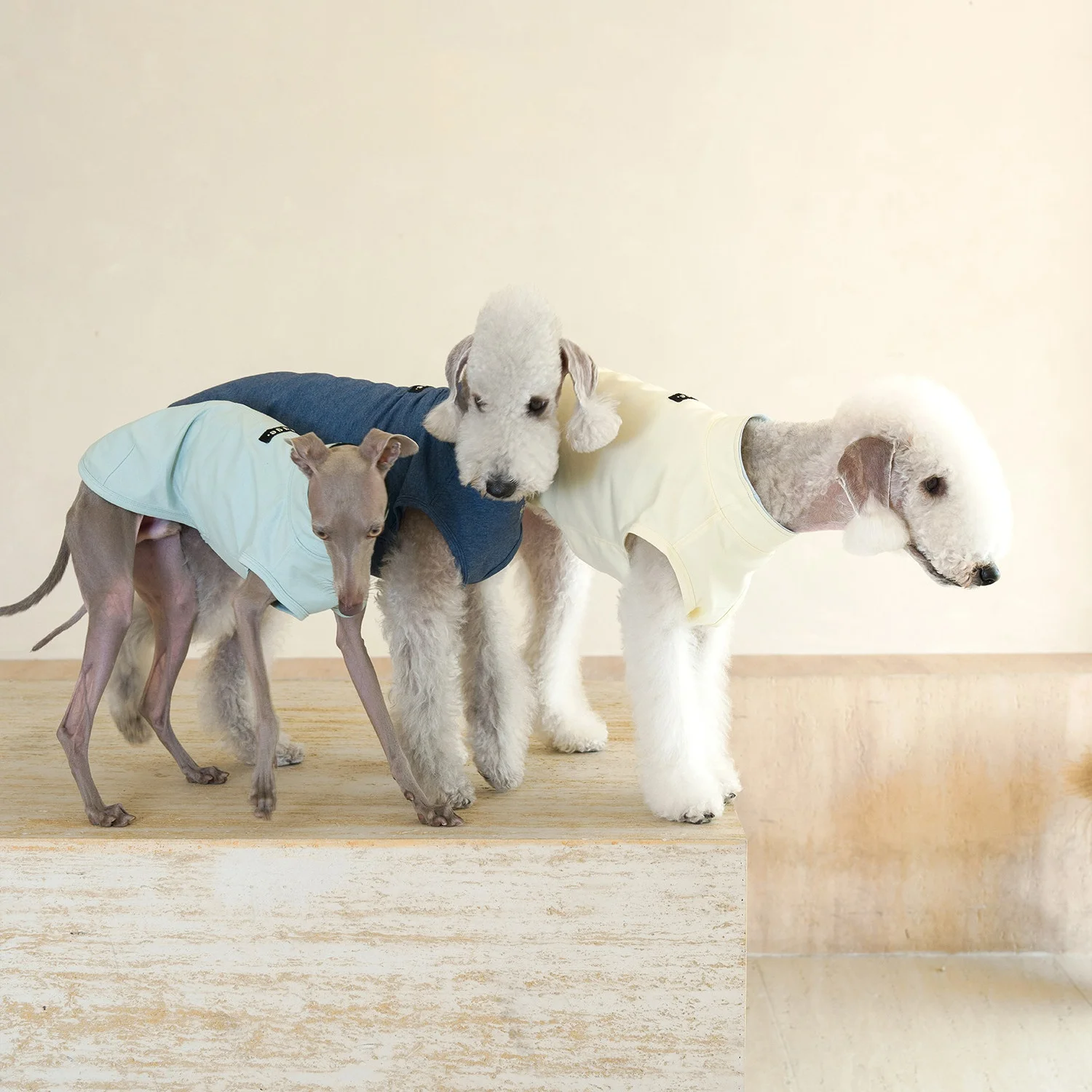 Chaleco antibacteriano de algodón para perros verano Galgo Italiano - imagen 2