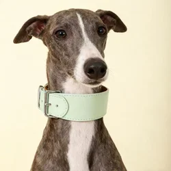 Collar ancho de cuero para galgo italiano y whippet – ajuste suave