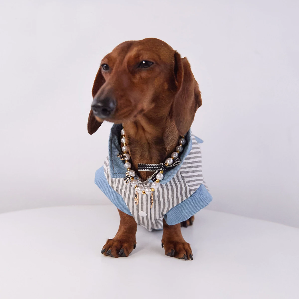 Ropa para dachshund – Camiseta primavera y chaleco de verano - imagen 3