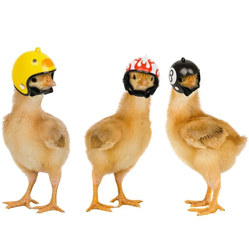 1 unidad, nuevo producto, suministros para mascotas, casco de protección para pollo, sombrero de polluelo moderno y hermoso, sombrero de pájaro, cubierta para la cabeza - imagen 3