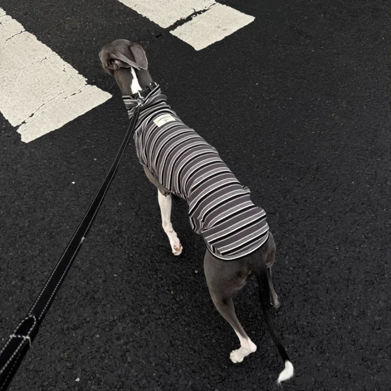 Camiseta de primavera de cuello alto a rayas grises para perros de mediana edad Abrigo de primavera sin mangas de algodón para pijama azul de verano de Greyhound Wellington