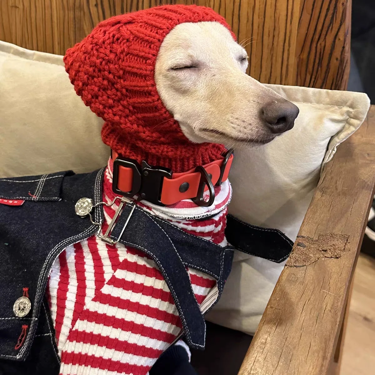 Gorro protector para Galgo Italiano – Para frío - imagen 2