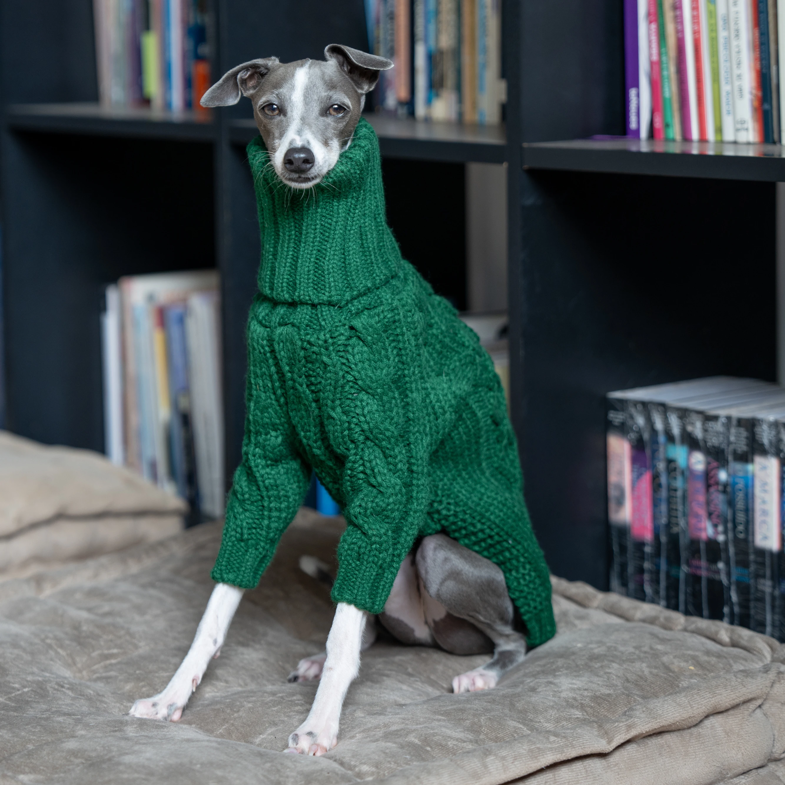 Suéter grueso de cuello alto verde para mascotas, ropa de punto para perros de dos patas, galgo italiano, whippet - imagen 2