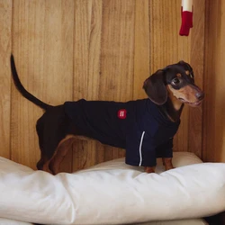 Abrigo reflectante primavera para perro Dachshund – Disfraz adorable