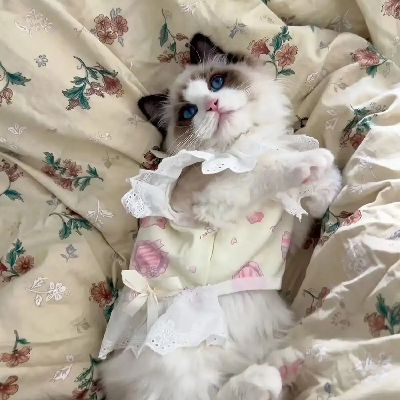 Vestido camisola para perros pequeños – Estampado con encaje - imagen 3