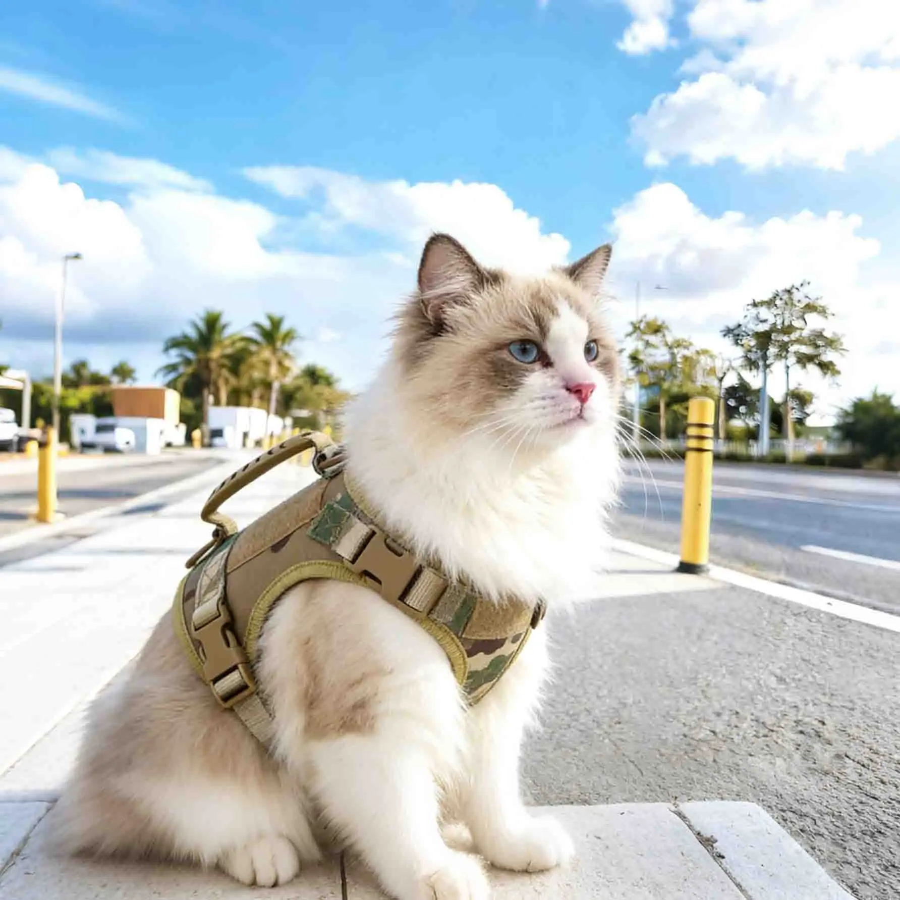 Arnés táctico con asa para gatos y perros pequeños - Paseo y entrenamiento - imagen 5
