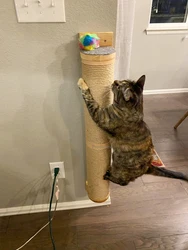 Poste rascador para gatos montado en pared de madera - torre interior