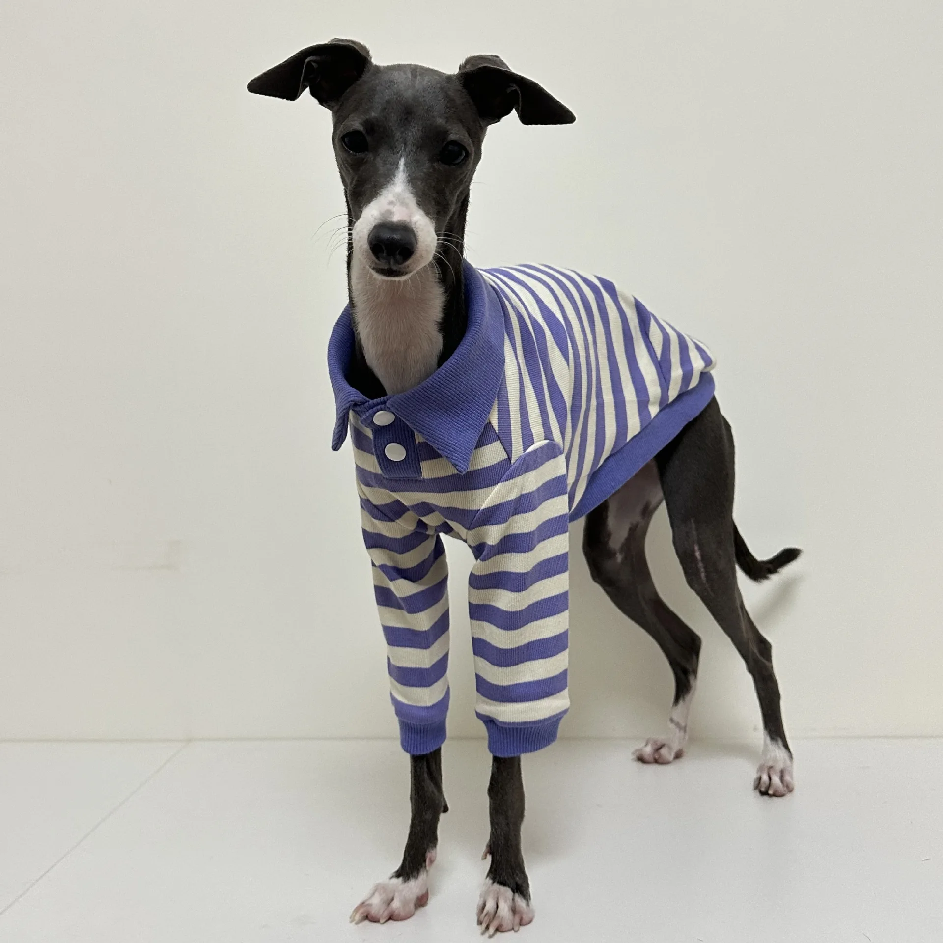 Polo de algodón puro a rayas para cachorro, ropa elástica y cómoda para perro Galgo Italiano, Otoño e Invierno - imagen 3