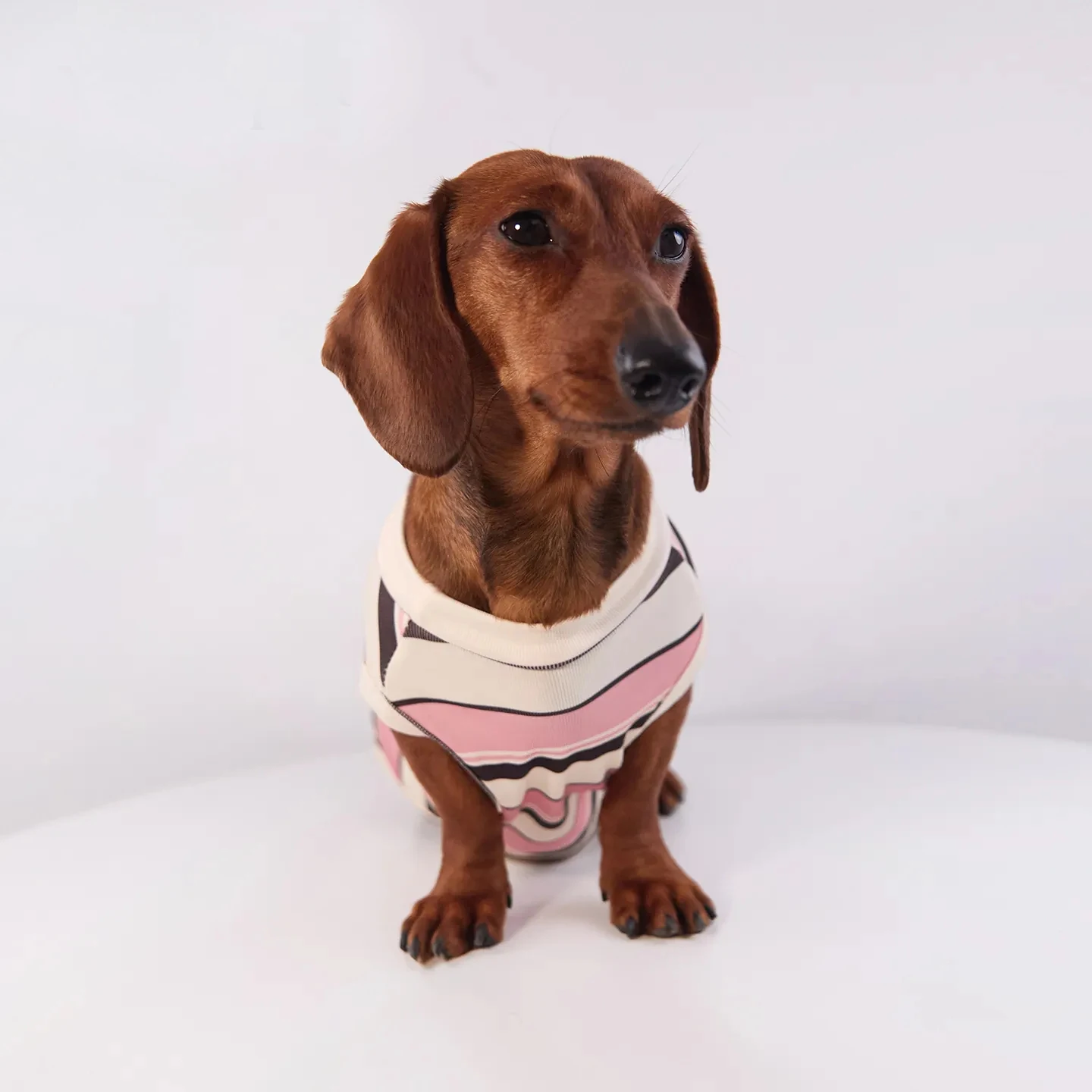 Camiseta primavera a rayas para perro salchicha – algodón manga corta