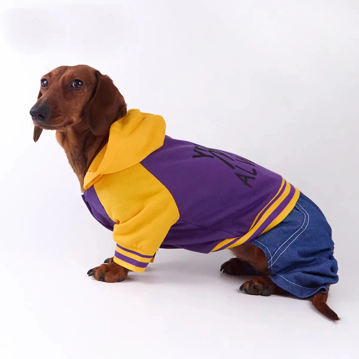 Pantalón vaquero para perros salchicha – uniforme baseball primavera - imagen 5