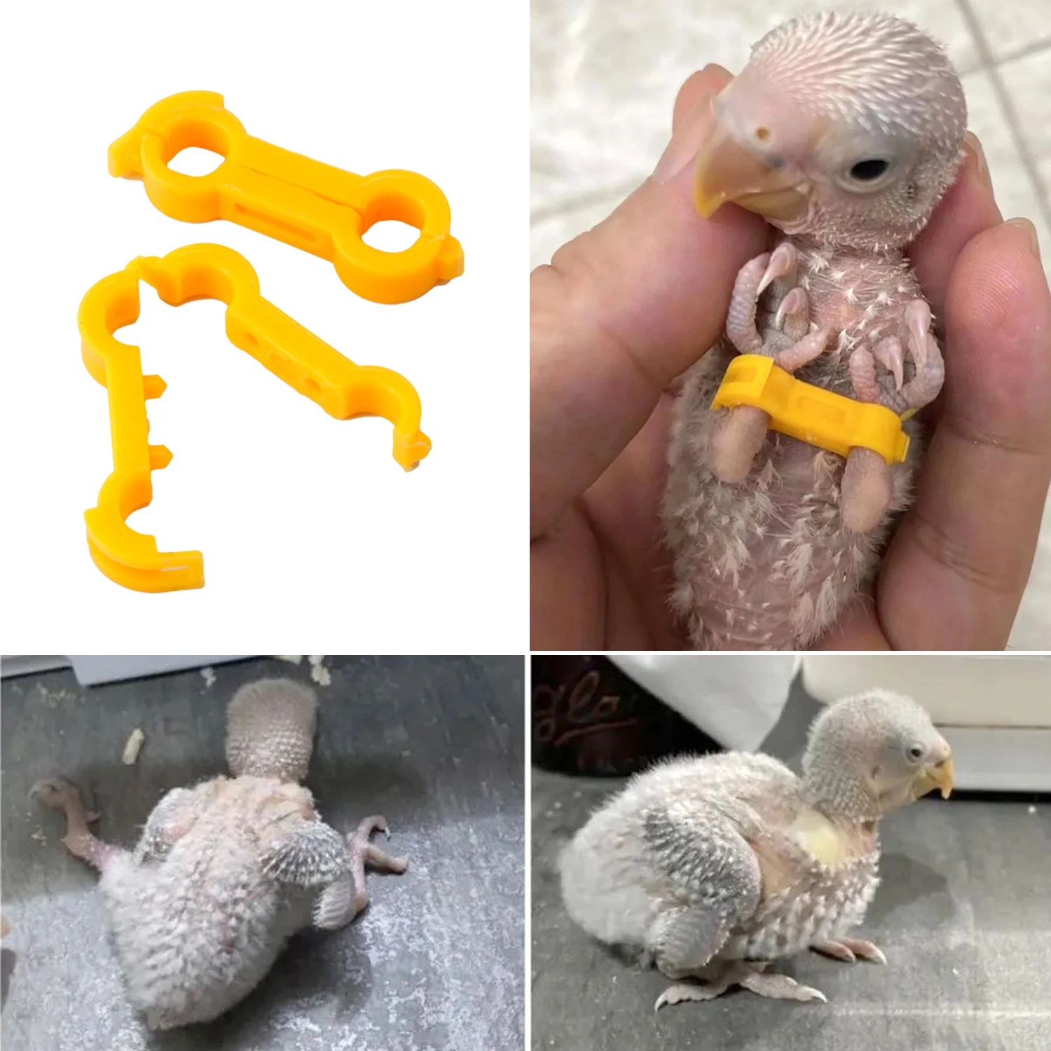 Corrector de loros de 4/5/6 mm, rutina, pollo, periquito, periquito peonía, cacatúa, polluelo, anillo corrector de ocho caracteres, suministros para aves
