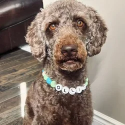 Collar personalizado para perro con nombre y cuentas de colores