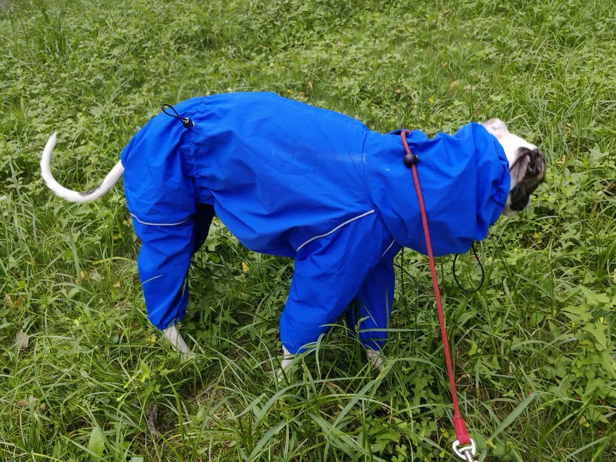 Ropa impermeable para perros galgo italiano a la moda, impermeable para perros de 4 patas a prueba de viento, chaqueta azul, abrigo, ropa de descanso suave para Bellington - imagen 4