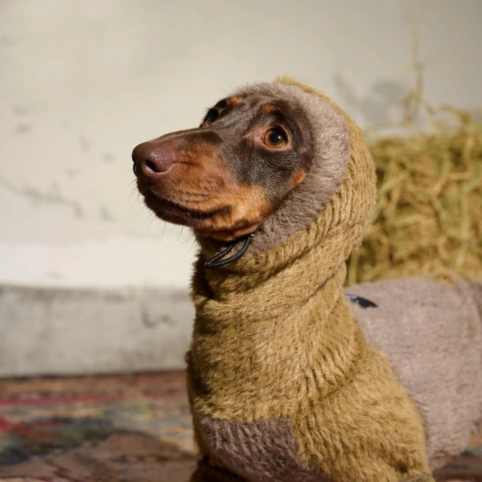 Suéter de visón sintético de manga larga a la moda para perros salchicha abrigo cálido de 4 patas para perros Wiener en invierno ropa suave para perros tejón - imagen 2