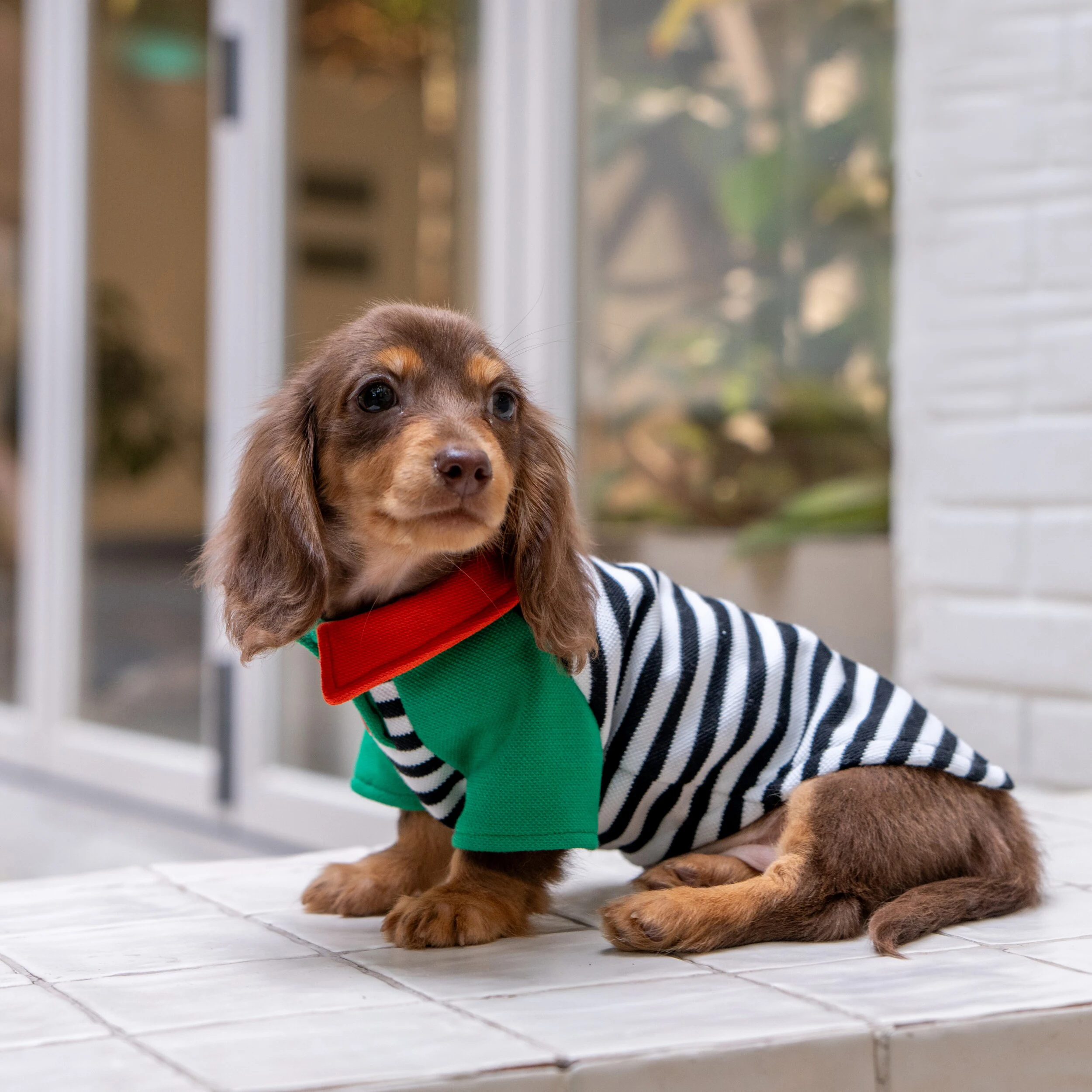 Pijamas a rayas de primavera para perros - Ropa cómoda para Dachshund