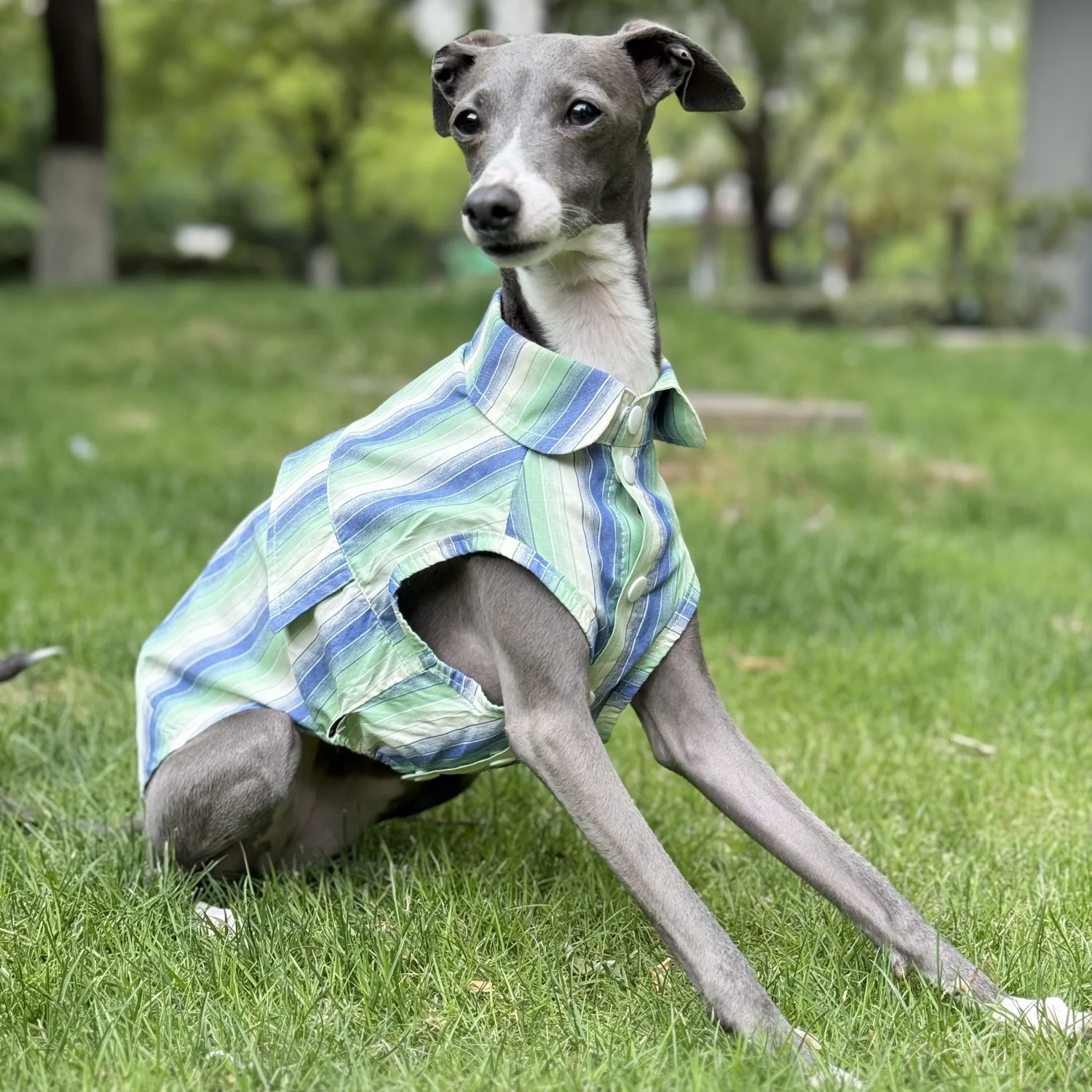 Camisa de rayas azules de protección solar para galgo italiano Abrigo verde sin mangas de fibra de seda de hielo para perros medianos Sombrero de verano para whippet