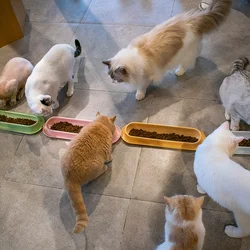 Comedero largo para gatos múltiples - antiformiga y antideslizante