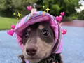 1pc Hat