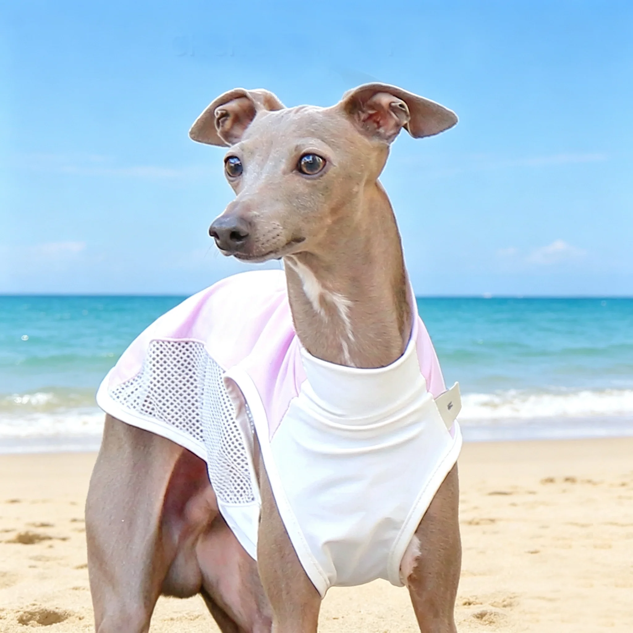 Chaleco transpirable protección solar para Whippet y Galgo Italiano - imagen 3