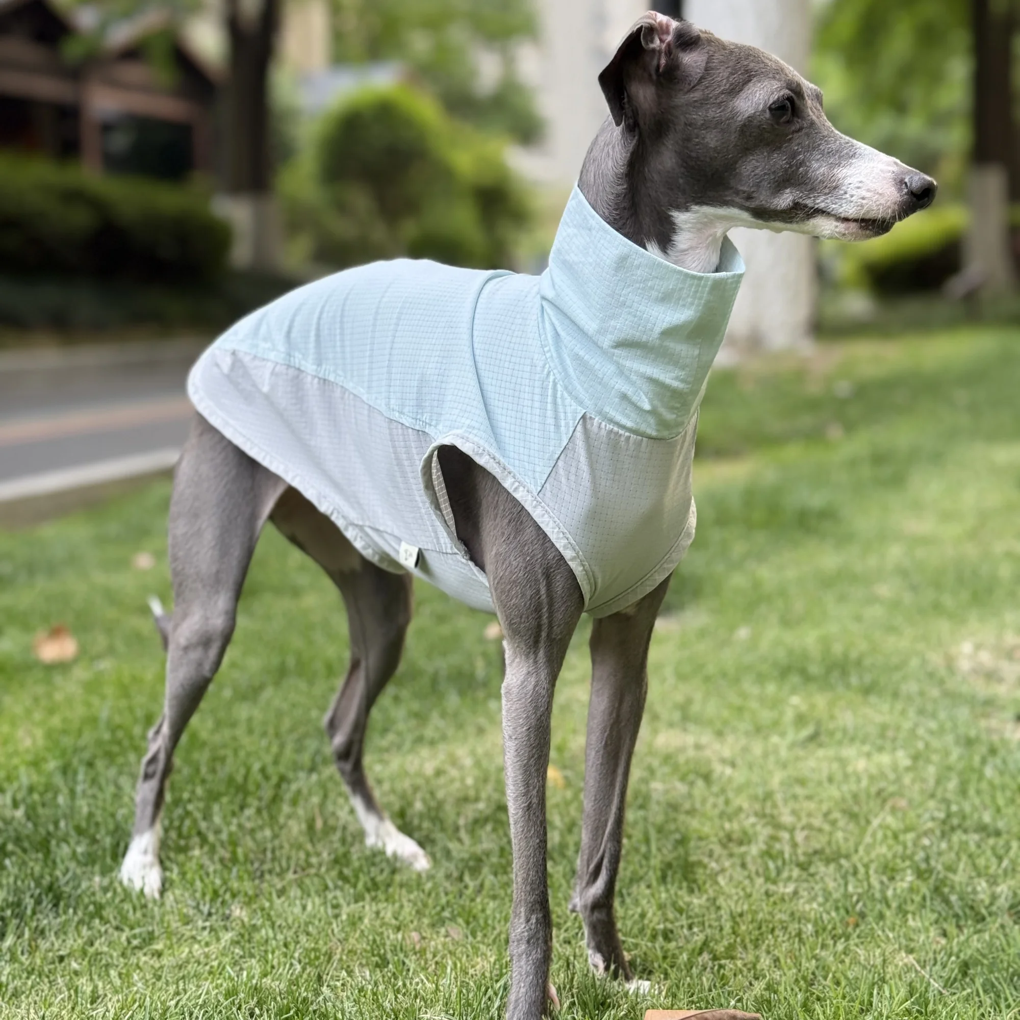 Chaleco de cuello alto sin mangas azul verano para Whippet Absorción de humedad Secado rápido Camisa transpirable para GreyHound italiano Pelaje fino para perros medianos - imagen 5