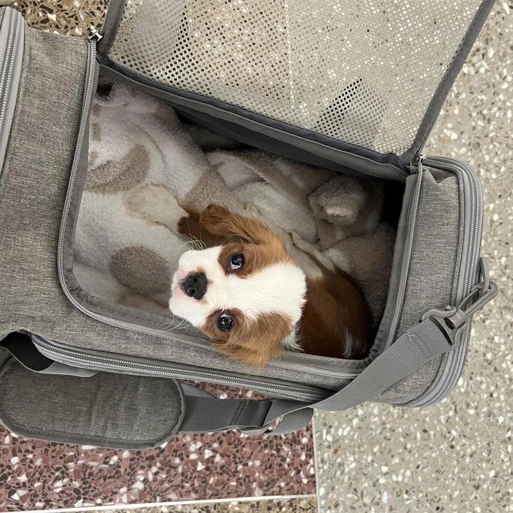 Transportín plegable para mascotas, bolsa de viaje de malla ventilada para perros y gatos pequeños y medianos, portátil para aventuras y viajes al aire libre - imagen 5