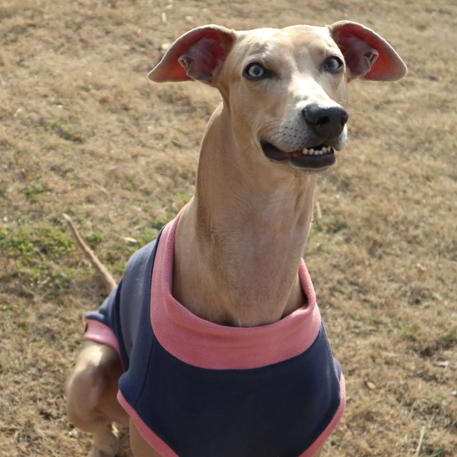 Camiseta azul perros Galgo Español y Whippet – Suave primavera otoño - imagen 4