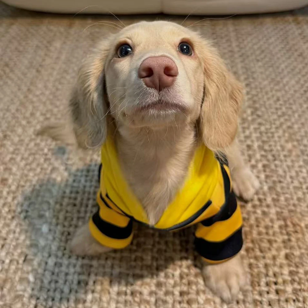 Sudadera capucha rayas para perro Dachshund - Tallas S a XL - imagen 3