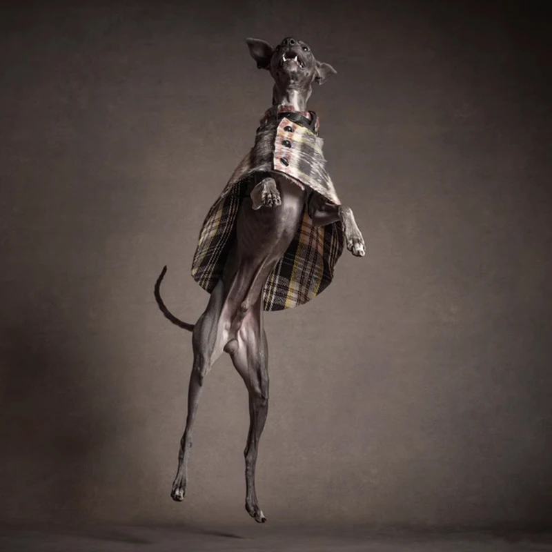 Abrigo elegante de estilo británico con cintura ajustable para galgo italiano, capa cálida de lujo a prueba de viento para perro Whippet - imagen 3