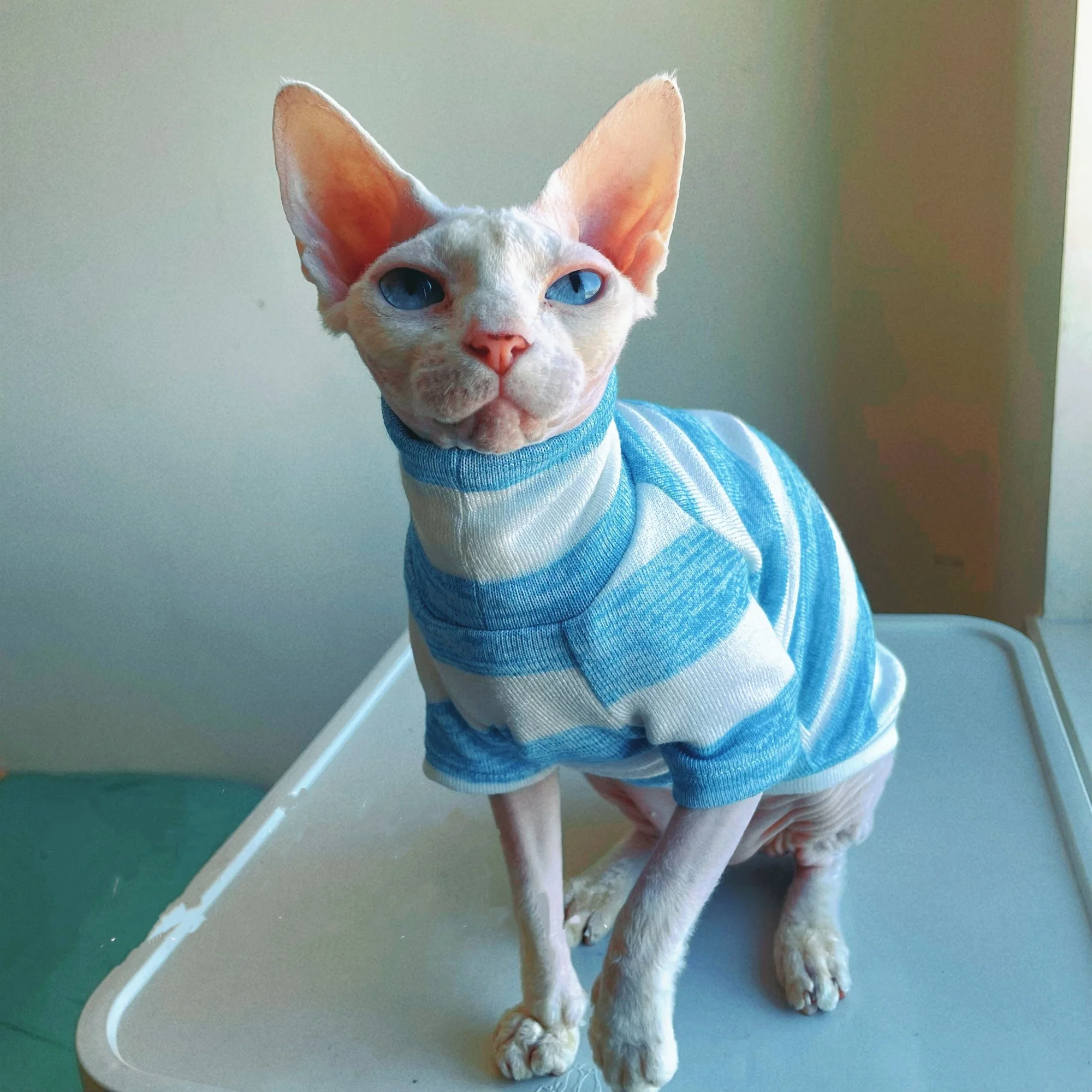 Camiseta de algodón de punto a rayas azules para gato Sphynx en otoño, camiseta interior elástica suave de cuello alto para Devon Rex en invierno - imagen 2