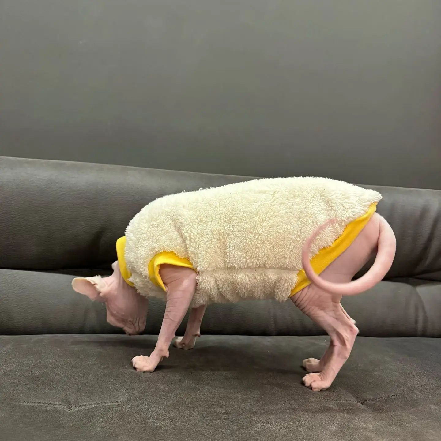 Sudadera polar invierno para gato Sphynx y Devon Rex sin pelo - imagen 4