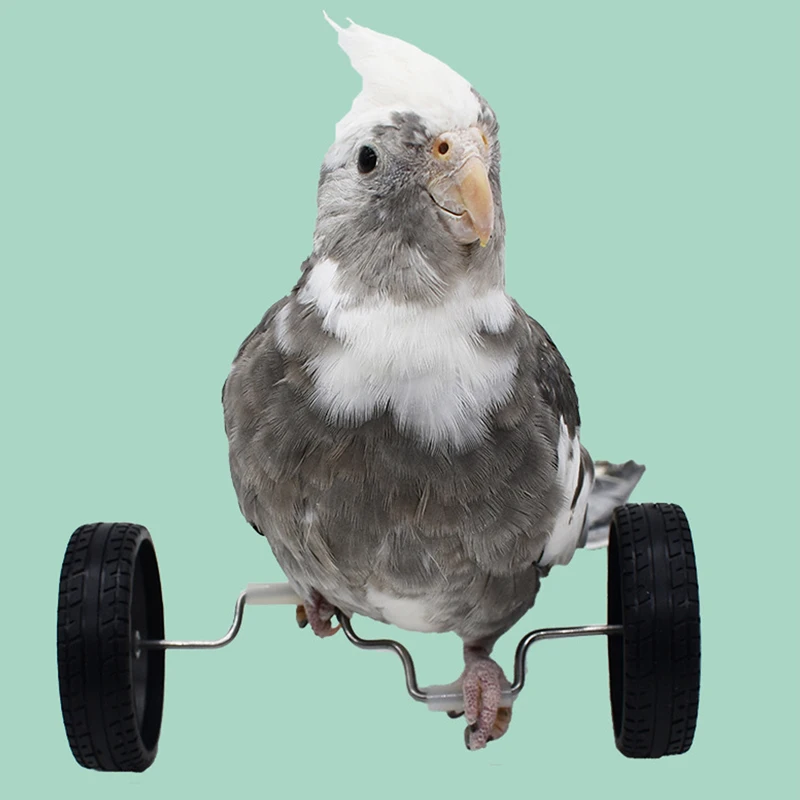 Bicicleta de equilibrio de entrenamiento para pájaros y loros, juguete interactivo, jaula para pájaros, cacatúas, suministros deportivos - imagen 2