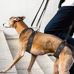 Arnés de asistencia para perros y gatos mayores: caminar seguro