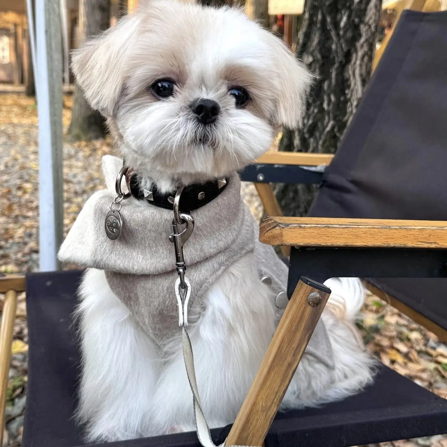 Cortavientos para perros pequeños Yorkie y Maltés – Otoño invierno - imagen 2