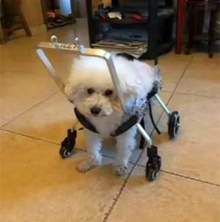 Silla de ruedas ajustable para perros con soporte y movilidad - imagen 3