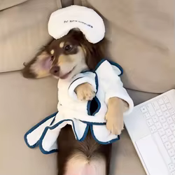 Toalla de secado y albornoz suave para Dachshund
